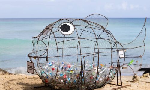 Barbados fish bottle collector