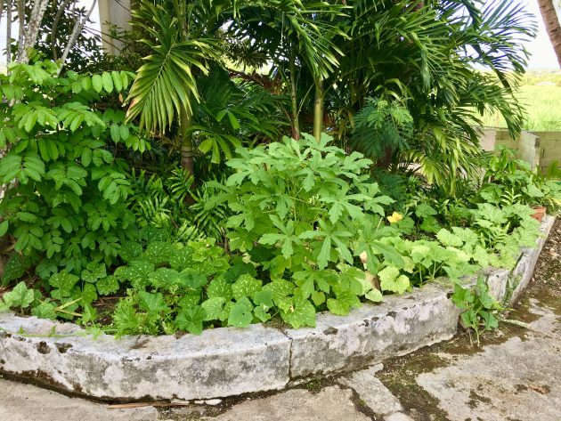 Stacey kitchen garden using Indigenous co-planting techniques